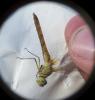 Sympetrum meridionale